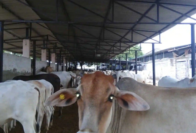 gaushala lahar