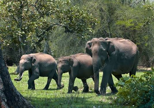 12 wild elephants arrive in Amritdhara; entire settlement evacuated.