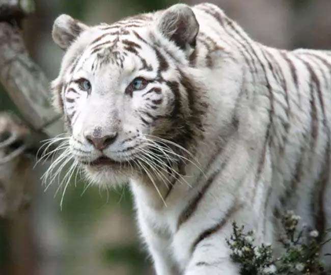  WHITE TIGER 