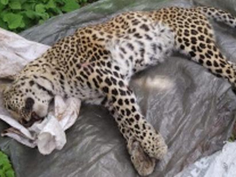  female leopard death