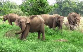 raipur, Elephants villages , Jashpur district