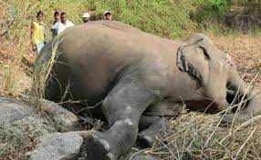 raipur,Found dead body ,elephant ,slammed five people