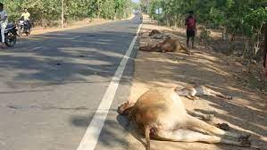 dantewada, Speeding unknown vehicle ,trampled eight stray cattle