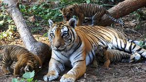 mandla, Tiger family increased , Kanha National Park