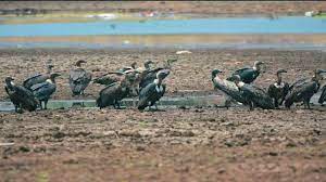 bejapur, Indravati Tiger Reserve ,nest of rare vultures